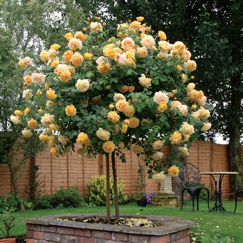 Tree Roses: Unique Garden Feature Unveiled