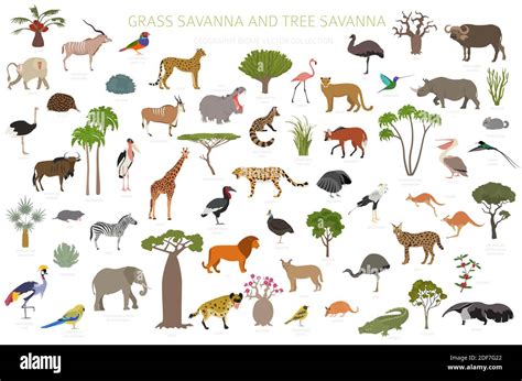 Tree Savanna Animals