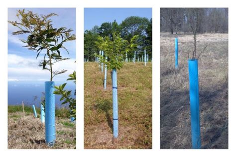 Tree Seedling Grow Tubes