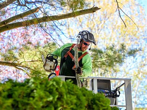 tree service albany ny