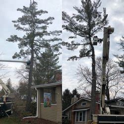 tree service albany ny area