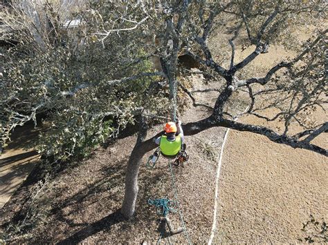 tree service austin mn