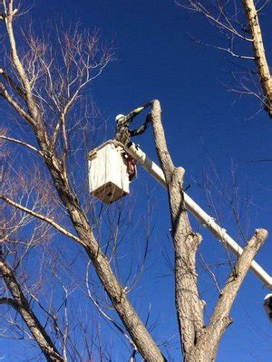 tree service colorado springs colorado