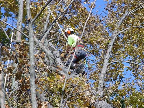 tree service columbus oh