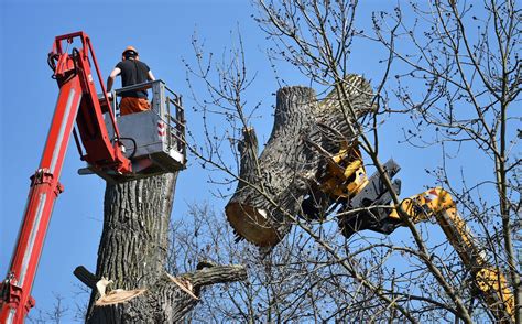 tree service in florence sc