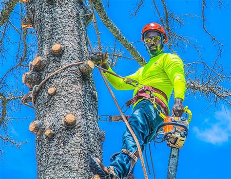 tree service in md