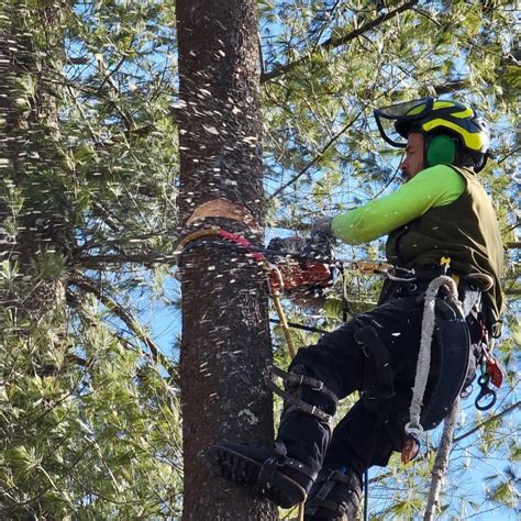 tree service in nh