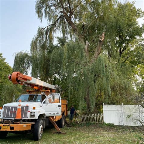 Tree Service In Your Area