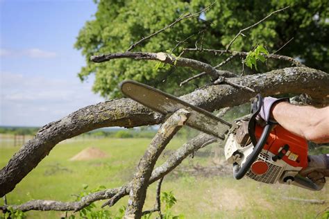 Protect Your Tree Service Business with Comprehensive Tree Service Insurance Coverage | Secure Your Business Today!