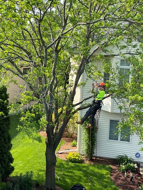 tree service madison wisconsin