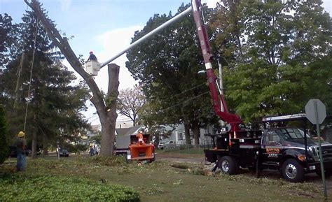 tree service middlesex nj