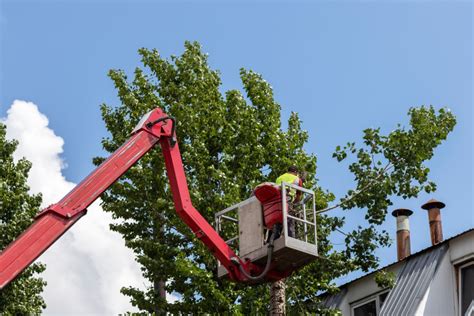 tree service middletown ct