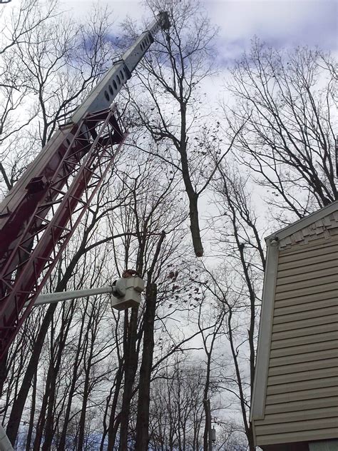 tree service middletown pa