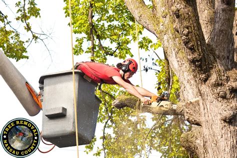 tree service nassau county ny