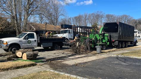 tree service new york