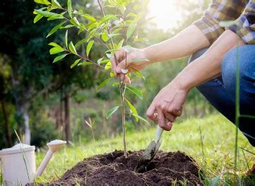 tree service richmond tx