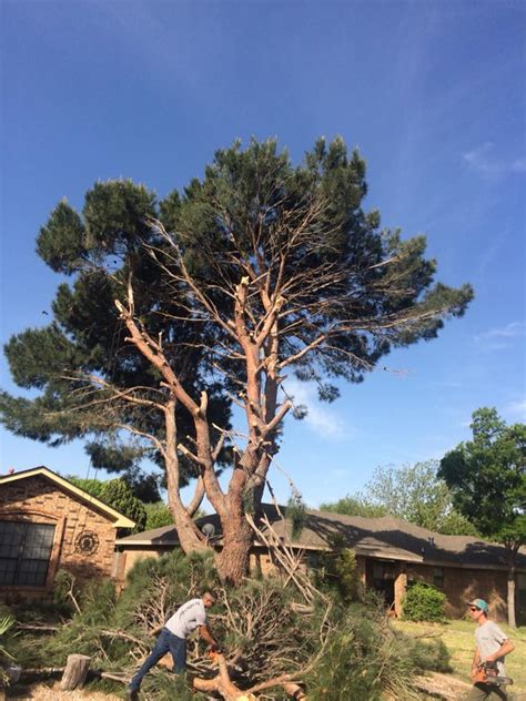 tree service san angelo