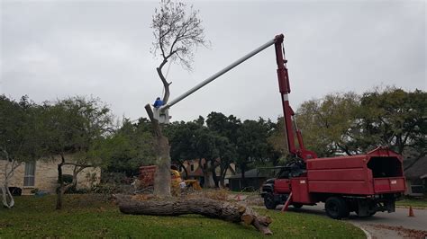 tree service san antonio tx