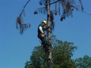 tree service san mateo ca