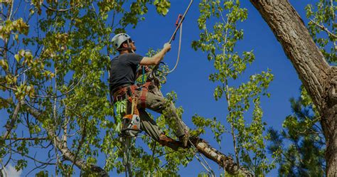 tree services in south jersey