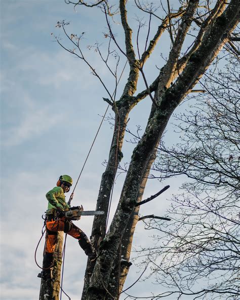 tree services in washington