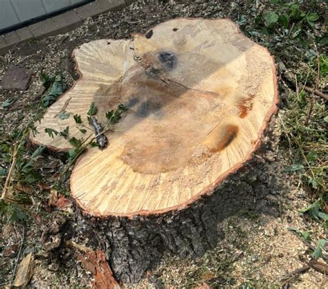 Tree That Smells Bad When Cut