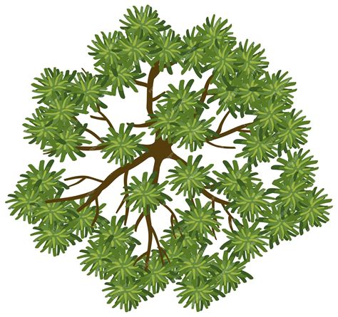 Tree Top View Vector