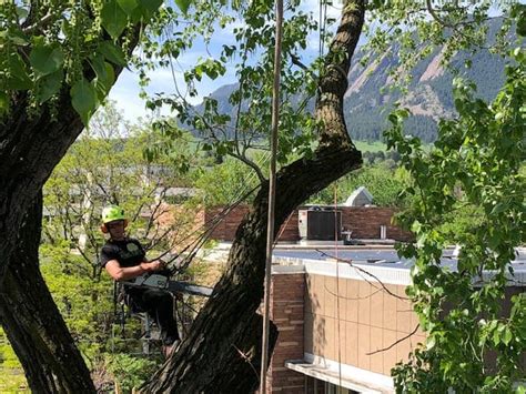 tree trimming boulder co