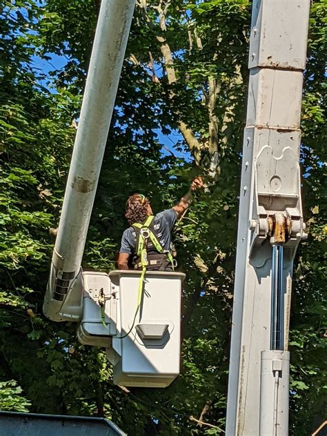 Tree Trimming Joplin Mo