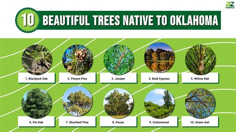 Tree Types In Oklahoma