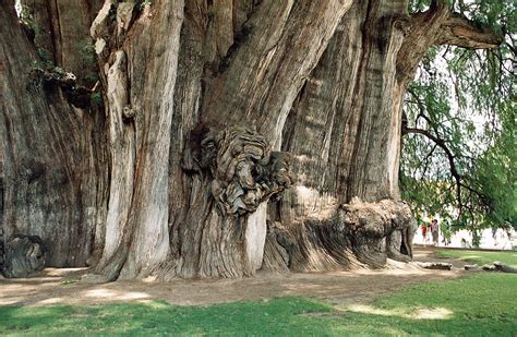 Tree With Biggest Trunk