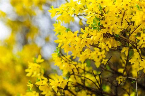 tree with bright yellow flowers