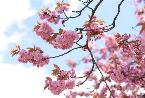 Tree With Clusters Of Pink Flowers