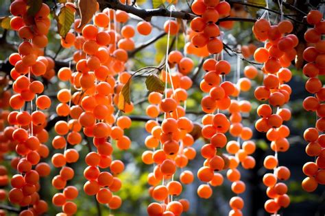 Tree With Hanging Fruit