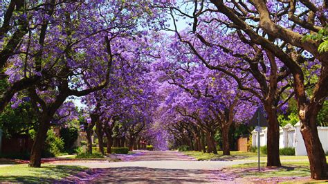 Tree With Purple Flowers In Summer