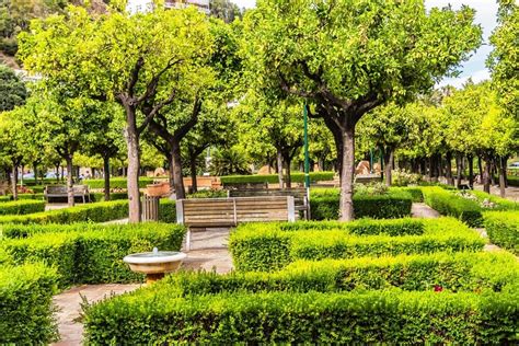 Trees And Plants Environment