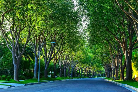 Trees And Sidewalks