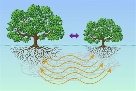 Trees Communicate With Each Other