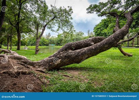 Trees Down In Storm