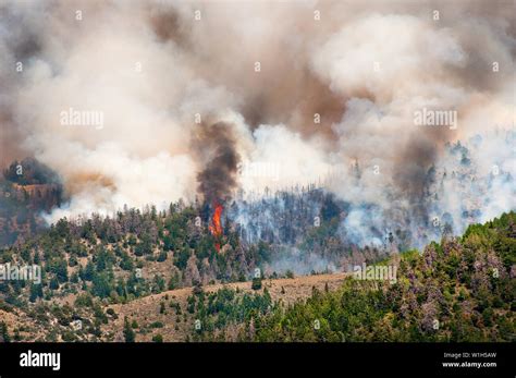 Trees Exploding In Forest Fire