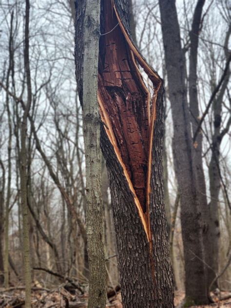 Trees Exploding In Maine