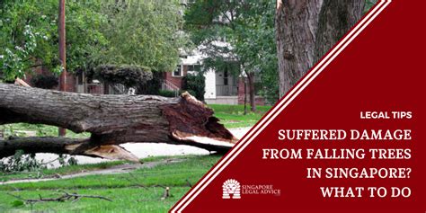 Trees Falling Singapore