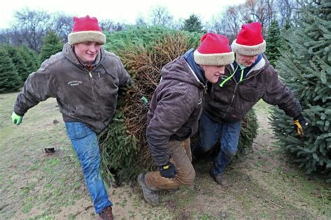 Trees For Less Grafton