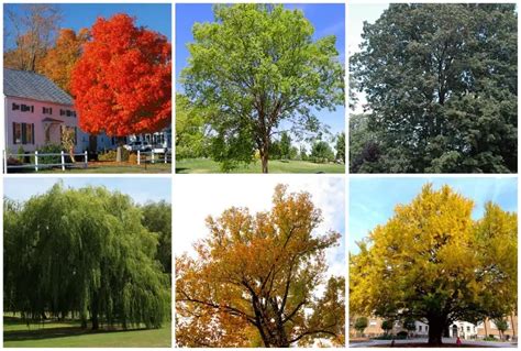 Trees For Shade Zone 5