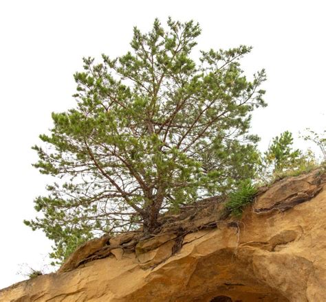 Trees Grow Mountains