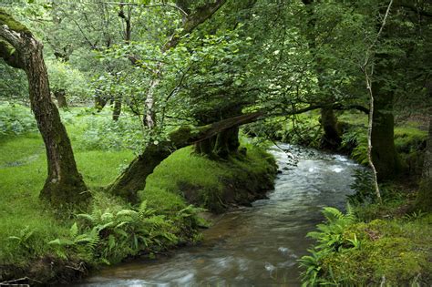 Trees Growing Along Streams Help To
