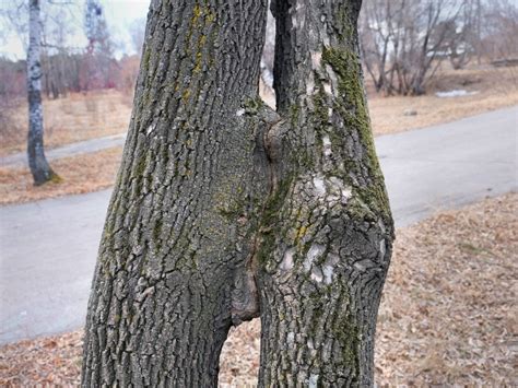 Trees Growing Close Together