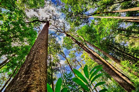 Trees In Amazon Forest