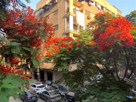 Trees In Cairo