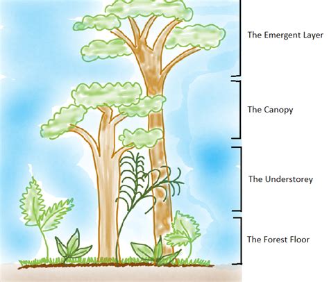 Trees In Canopy Layer